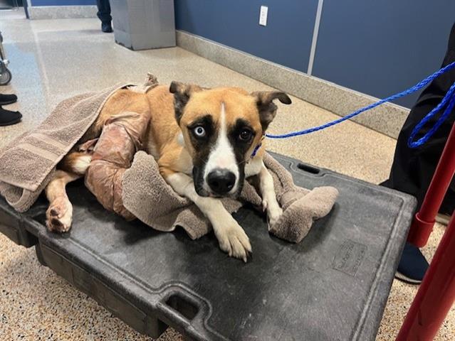 Barely a year old gentle pup surrendered to Miami shelter with severe leg injury needs help now