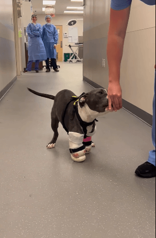 UPDATE: From the worst of life to the best of life Athena bridges the scales of miracles