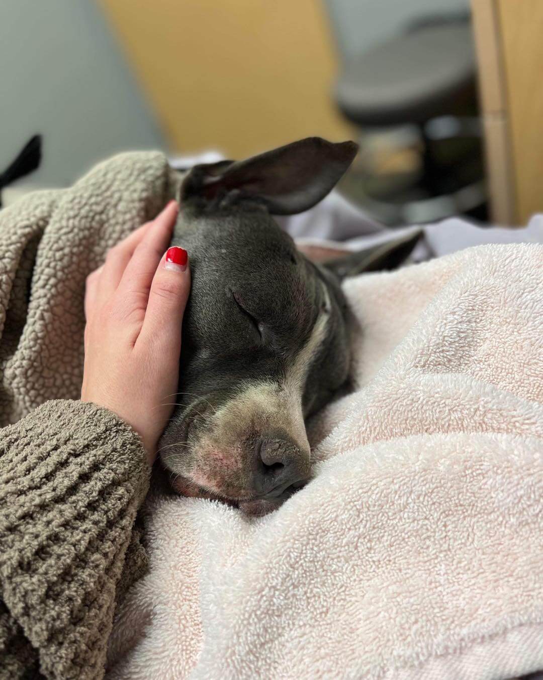 Athena’s story: Just when you thought you had heard it all about a dog in terrible need