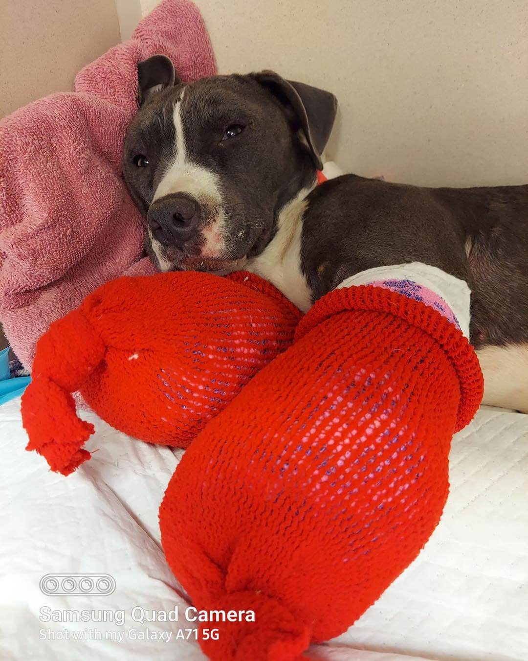 UPDATE: Dog who lost her front legs by train to be fitted with prosthetics and custom cart