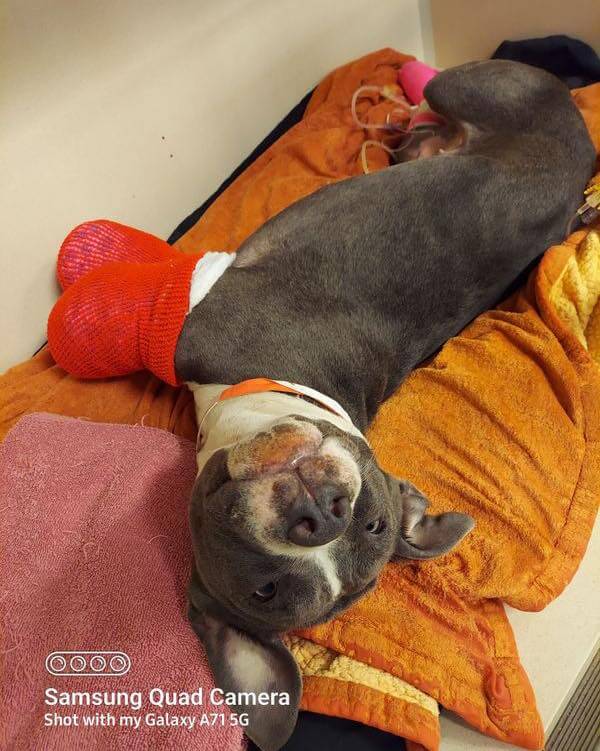 athena-update2