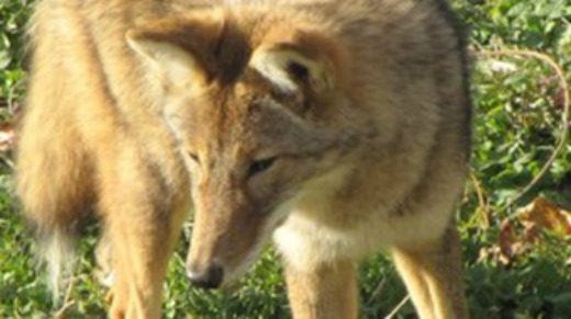 Woman punched coyote in the face protecting friend’s dog