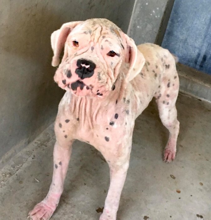 White boxer Aubrey was found this way – rescue needed now