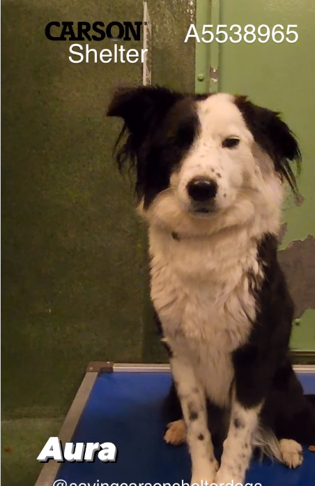 Border collie’s owner let her down as she waits in an overcrowded shelter