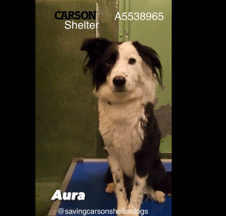 aura