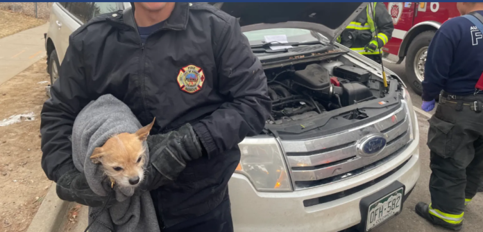 Lost dog rescued after being stuck under car hood trying to keep warm from freezing temperatures