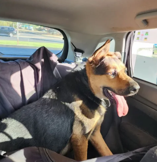 aussie-dog-1