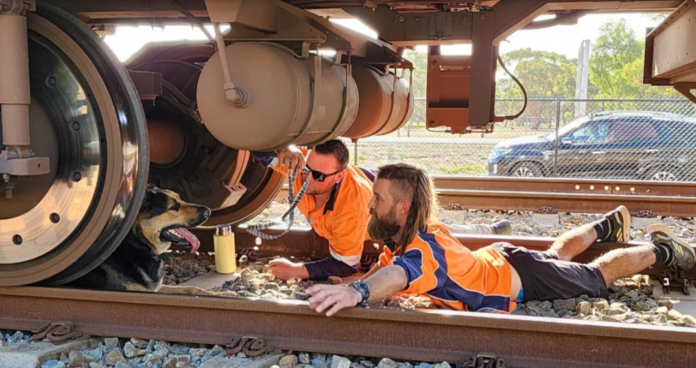 Shepherd’s incredible rescue after train driver stops on track where dog ran between wheels