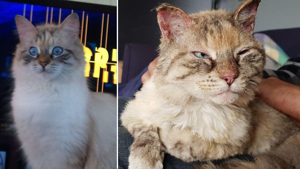 australia-cat-returns-after-week-3