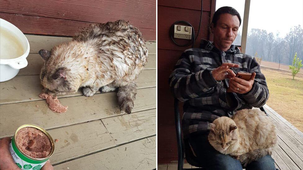 australia-cat-returns-after-week1