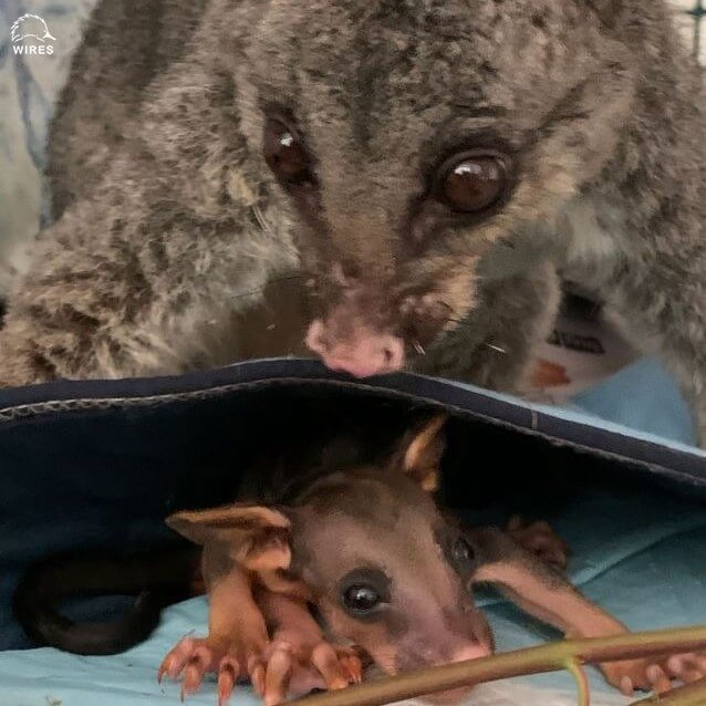 Devastating photos arise as Australia’s bush fires threaten animal extinction