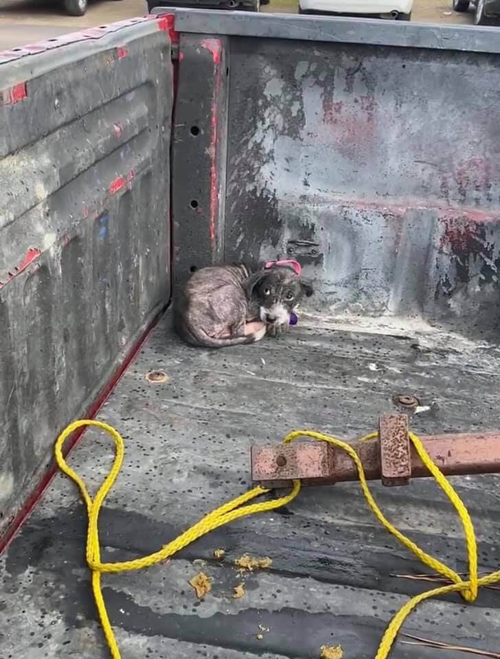 Rescued puppies with severe skin issues whisked off to Texas clinic for veterinarian help