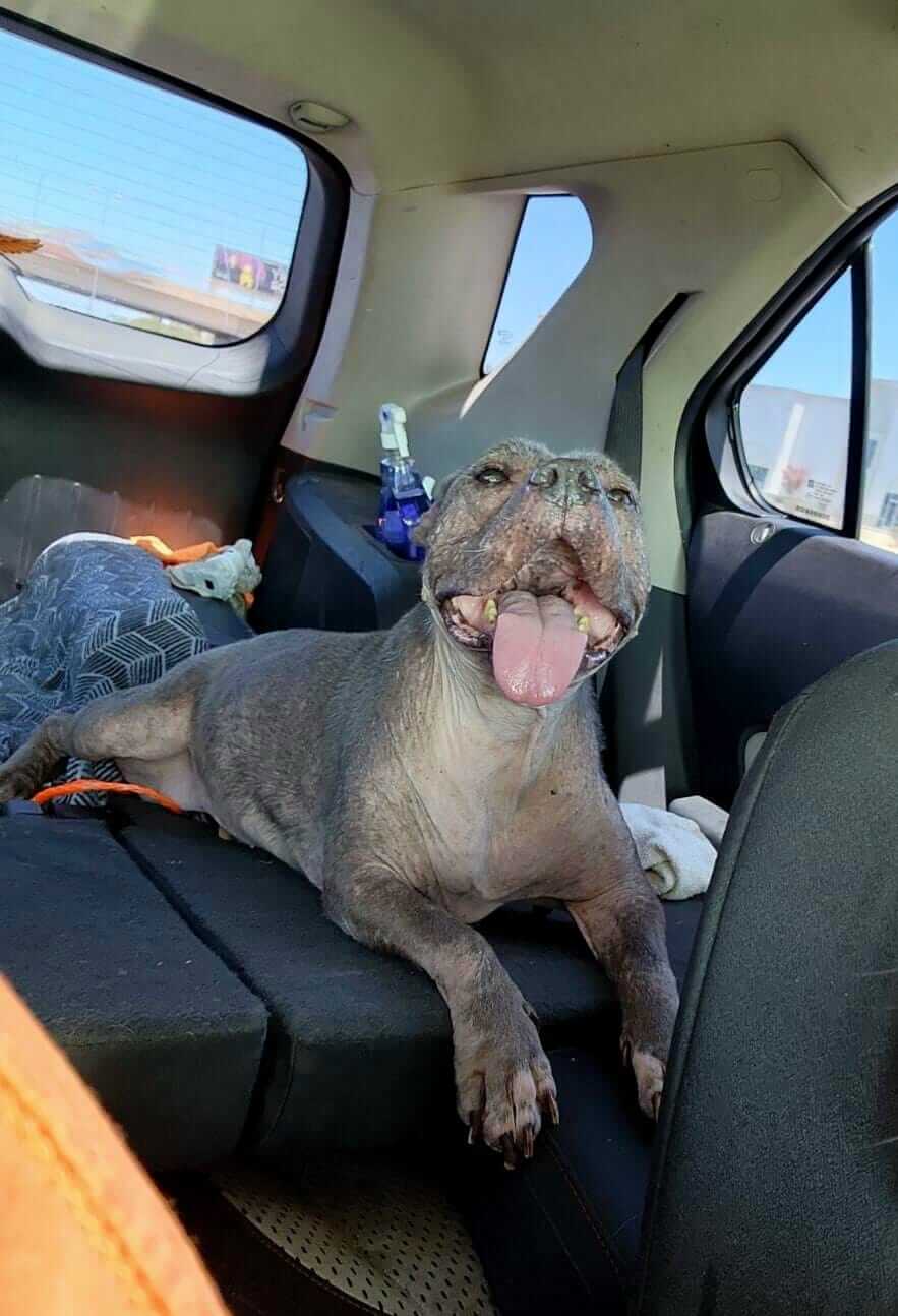 Sweet rescue dog abandoned for 3rd time and found as stray needs help to find her 4th and forever home