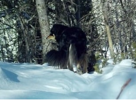 Miracle at Mount Maroon: Lost dog Ullr spotted alive after 11 months buried by Avalanche