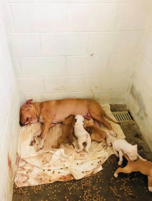 Mother dog trying to protect her puppies attacked by two dogs