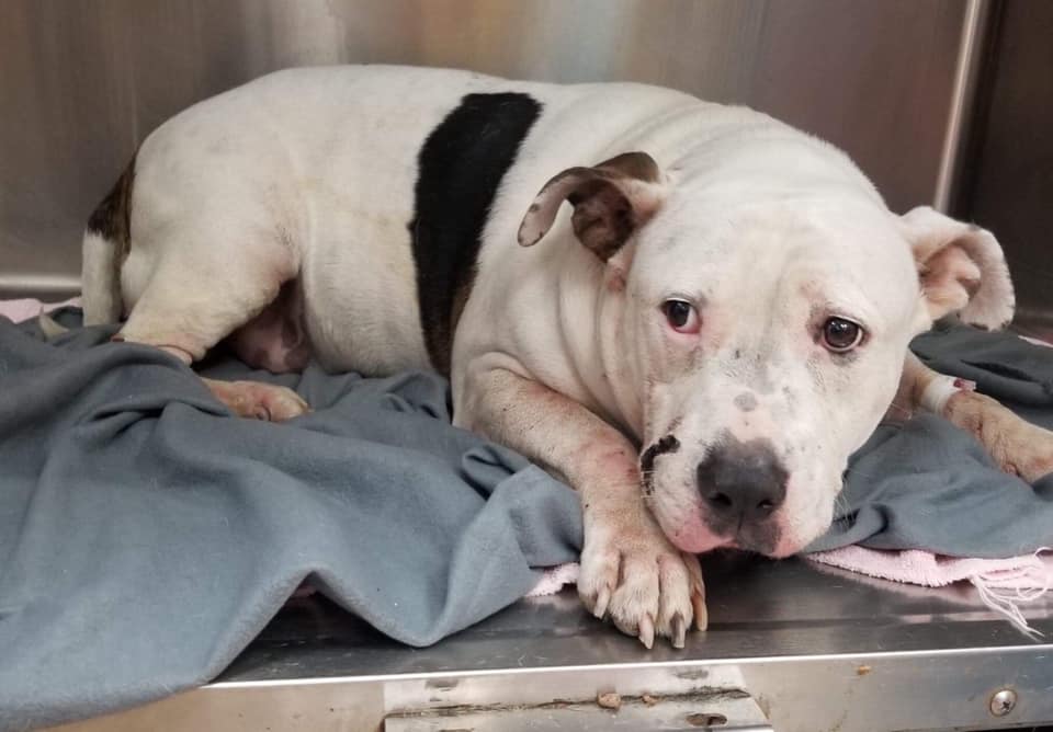 Dog shot twice trying to protect his owner recovering