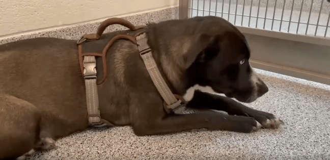 Ten-month-old Lab abandoned at shelter who doesn’t understand what she did wrong