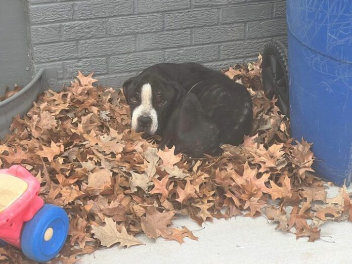 New Year emergency plea for emaciated pup left to survive in filthy kennel in freezing cold
