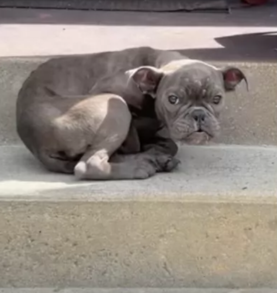 Abandoned pup distrusting humans transforms to love pup after 24 hours from being rescued