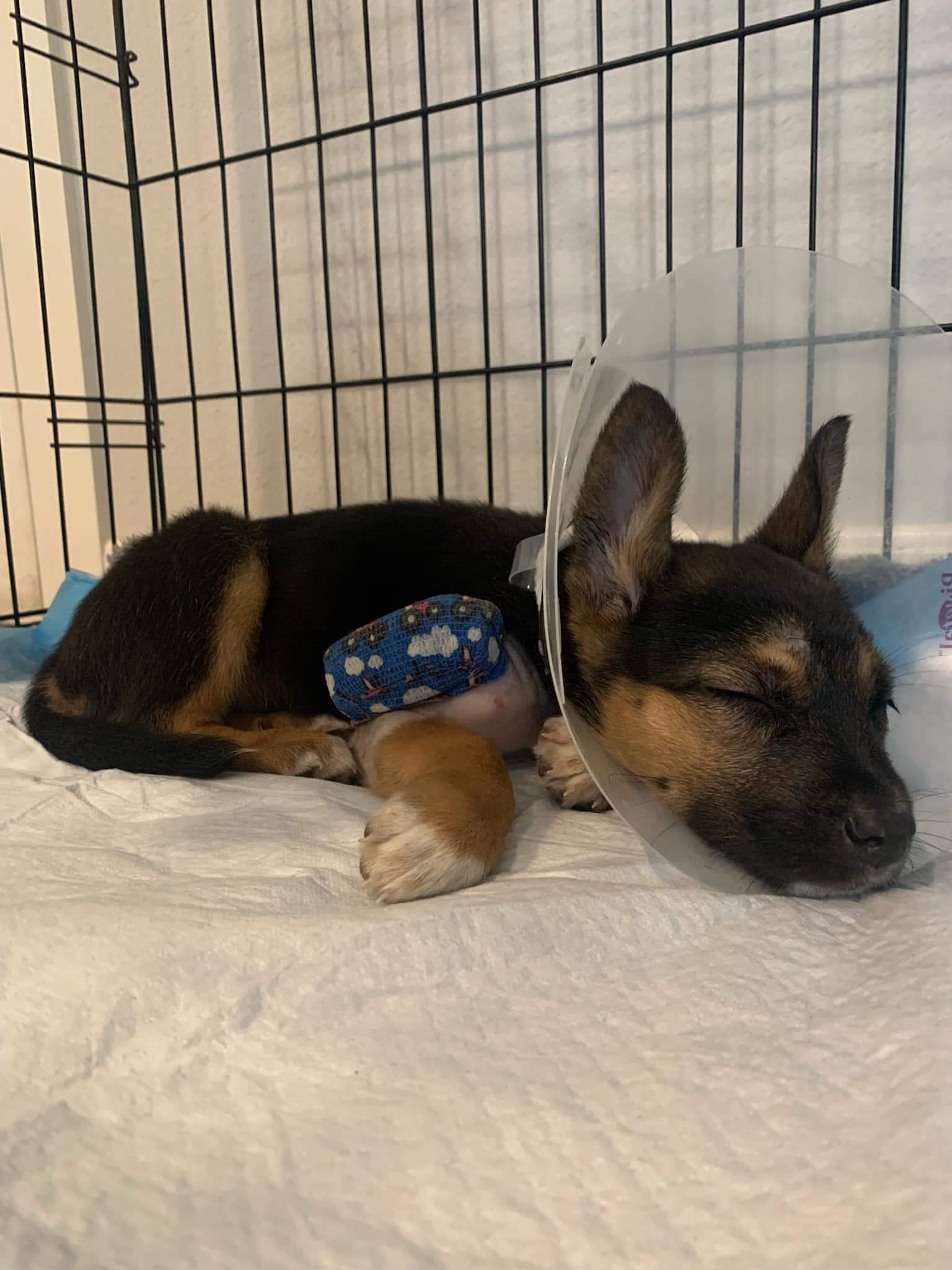 Two-month-old shepherd discovered in dumpster while family clearing out deceased dad’s home