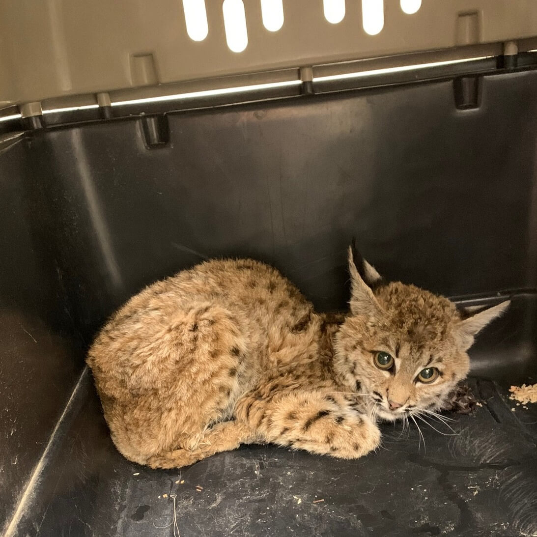 Injured bobcat kitten rescued from Phoenix backyard when she refused to move