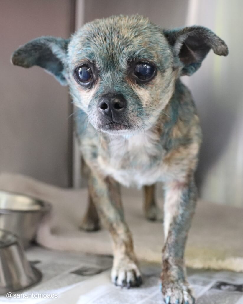 baby-chi-blue-824x1030-1