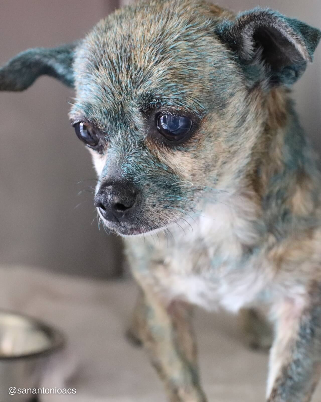 Doe-eyed frightened pup found painted blue and hiding under car
