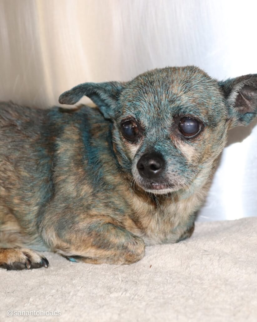 baby-chi-blue2-824x1030-1