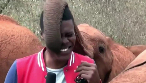 Baby elephant steals the show as he interrupts reporter at Wildlife Trust
