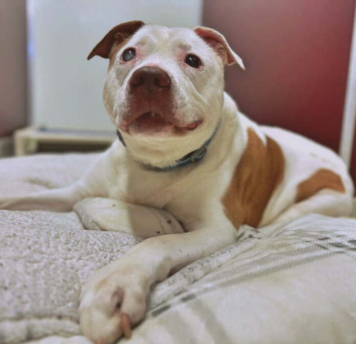 16-year-old dog brought tears to her rescuers’ eyes as she slept alone with no family until …