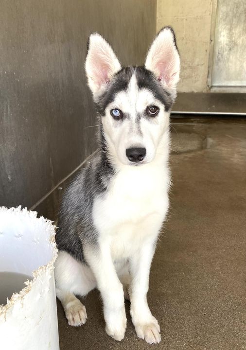 Four month old husky puppy abandoned at high kill shelter