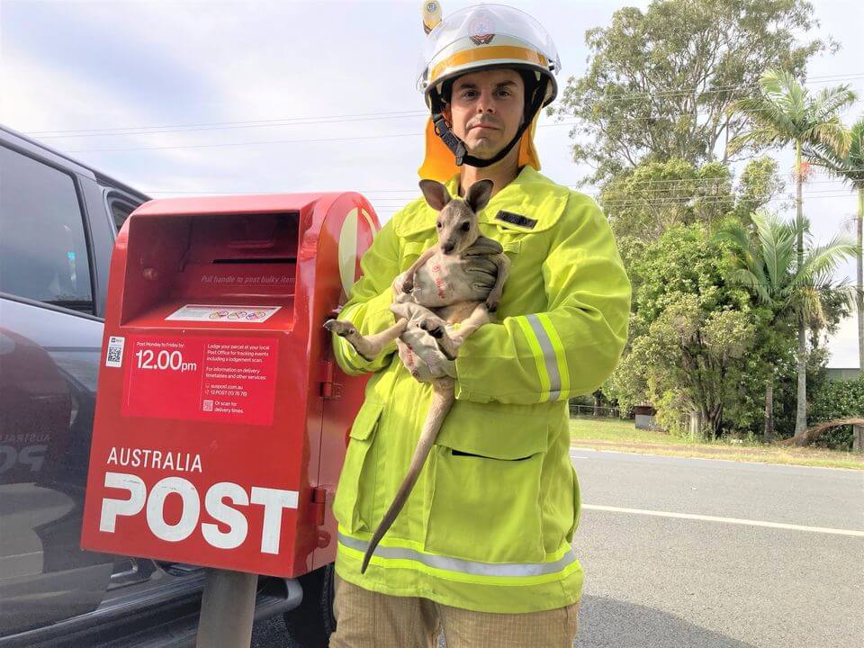 Baby kangaroo in mailbox