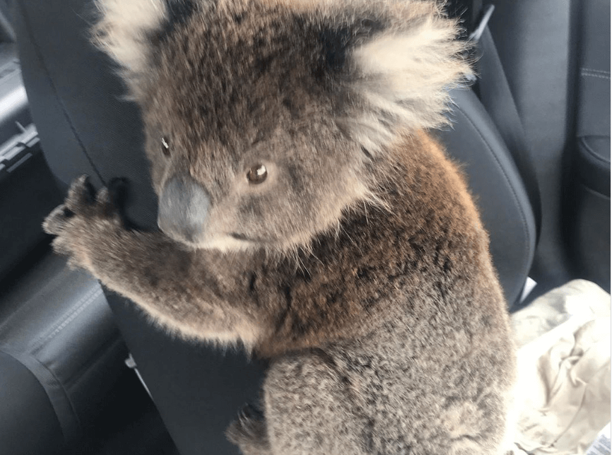 Most adorable koala baby found next to her dead mom rescued