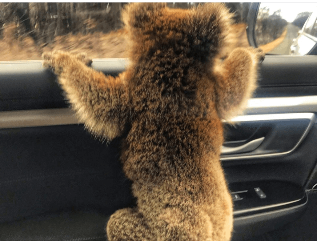 baby-koala-rescued2-1030x783-1