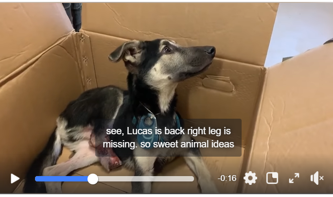 Desperate for help: 4-month-old puppy lost his leg when hit by car