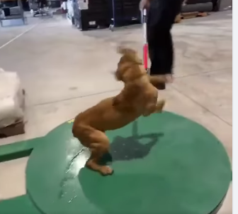 Just heartbreaking: Stray puppy being fed by hand at warehouse dragged off mercilessly by animal control officer