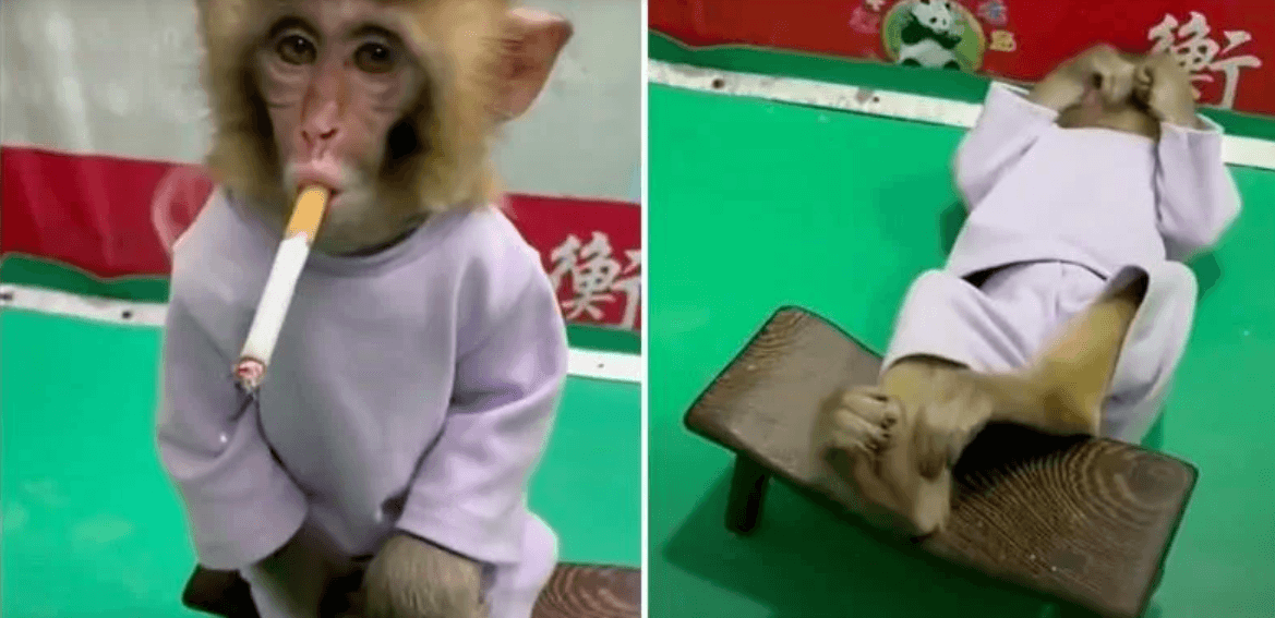 Baby monkey smoking