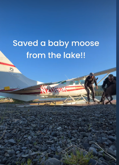 Baby moose rescued from certain drowning by tourism hero while worried mom moose watched
