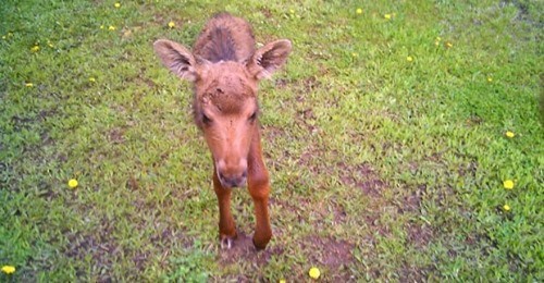 Woman who cared for newborn moose for days until another moose helped out