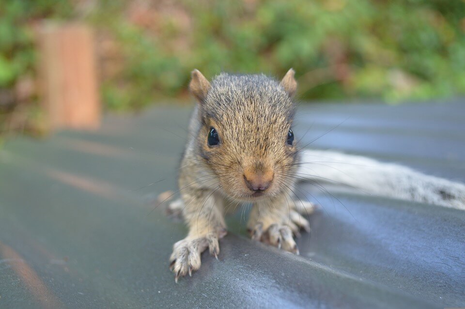 Baby squirrel pixabay