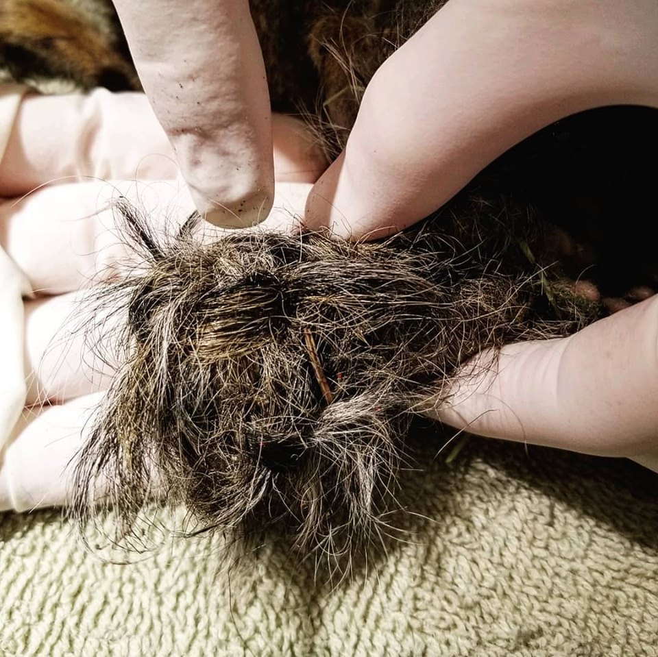 Cruelty exposed: Four baby squirrels found with tails tied together