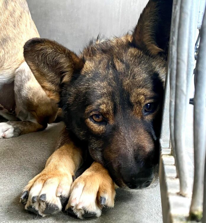 Abandoned, frightened and slated to die: Dogs comfort each other at overcrowded shelter
