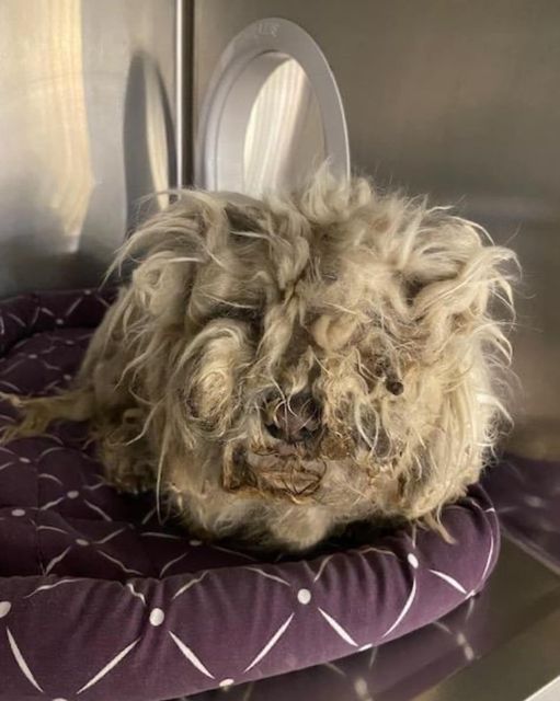 Is this really a dog? Poor little poodle arrives at Phoenix shelter