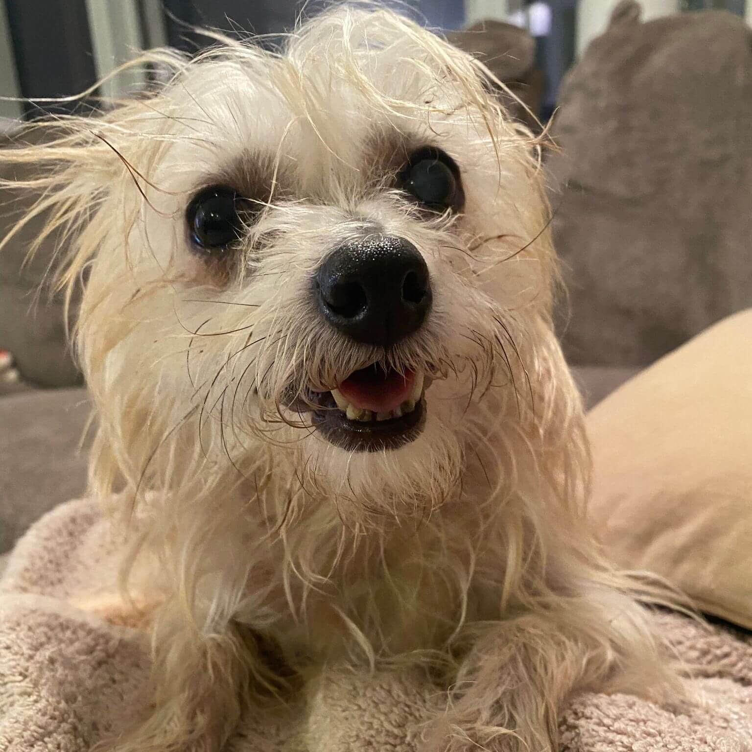 Rescue pup ‘Bob’ who no one at adoption event played with went viral after TikTok video