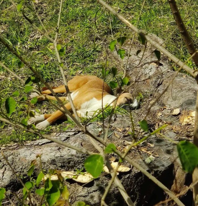 Young pup made his way from Texas ‘dumping ground’ to Good Samaritan’s porch