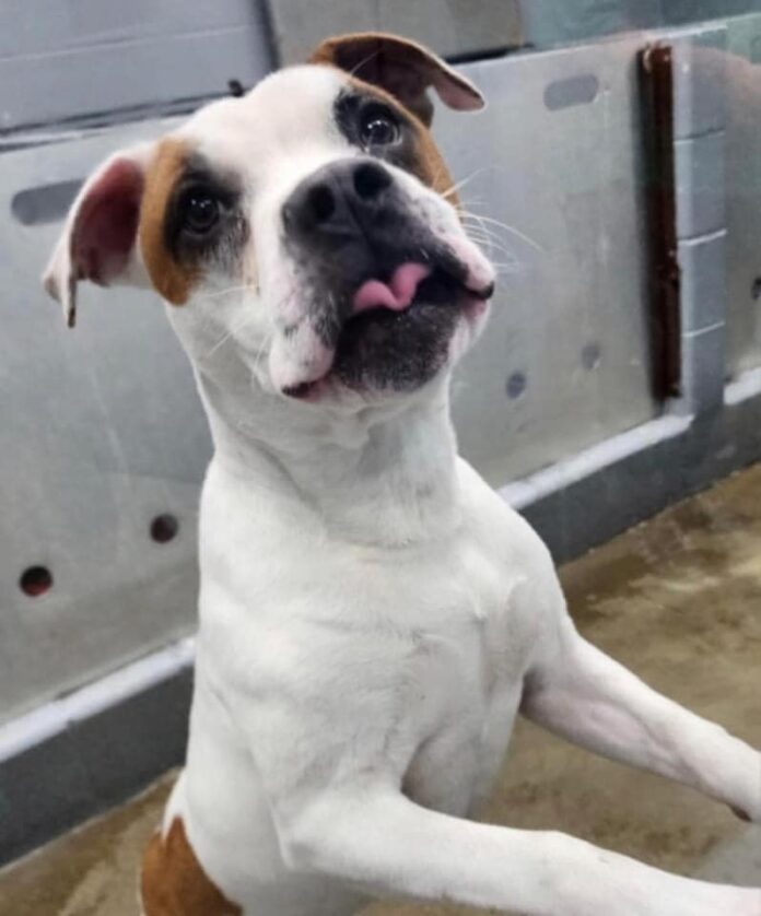 Heartbroken friendly pup with hope in his eyes for someone special to love