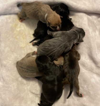 Bag of puppies