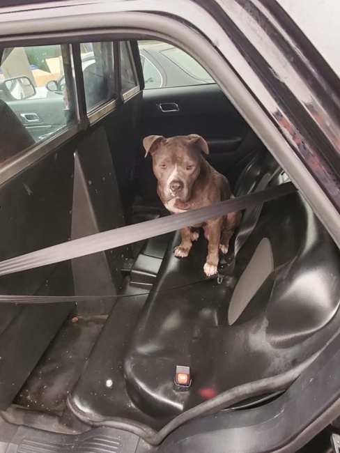 Police officer rescues starving, abused and injured pooch at end of his shift