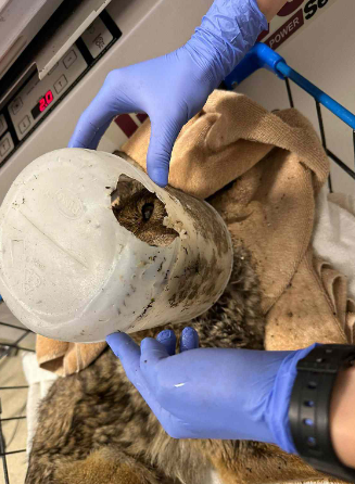 Young coyote with bucket stuck to his head rescued from flooded field in San Diego