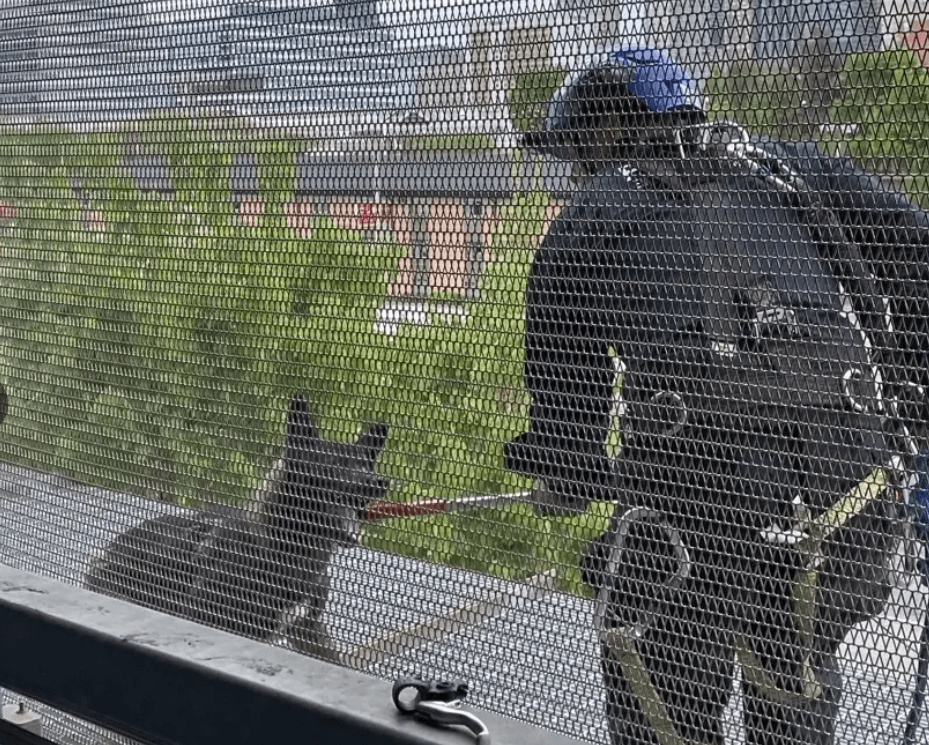 Seven month old shepherd ran and swam away skirting the law through NYC tunnel